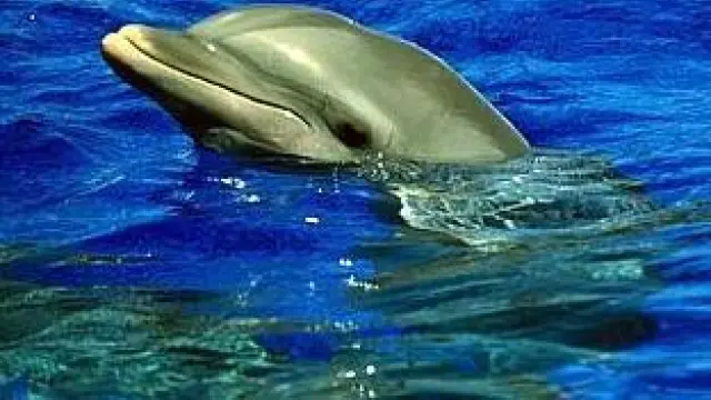 Un ejemplar de delfín