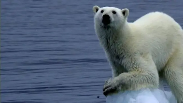 El oso polar se ve afectado por el cambio climático y el deshielo de los polos, su hábitat natural