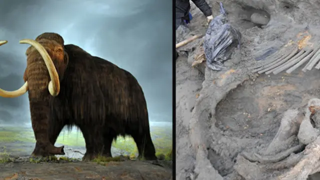 Un mamut desvela que los hombres llegaron al Ártico mucho antes de lo que se pensaba