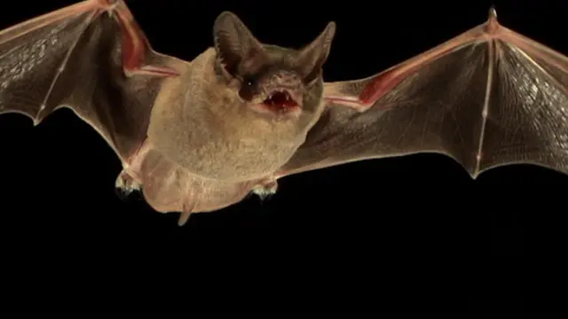 A partir de restos fecales, un test de ADN identifica a qué especie pertenece el murciélago.