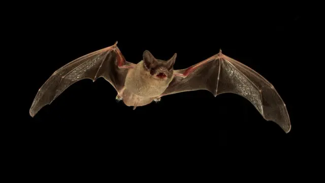 A partir de restos fecales, un test de ADN identifica a qué especie pertenece el murciélago.
