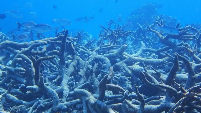 La Gran Barrera del Coral.