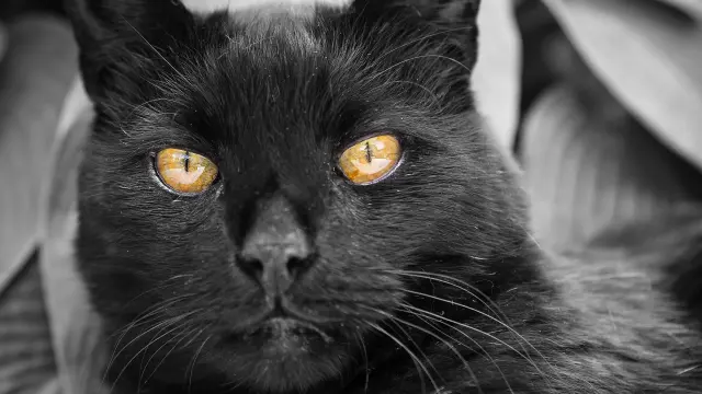Para muchos, si encima de ser martes y 13, se cruzan con un gato negro auguran que su suerte tiene mal augurio.