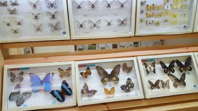 Vitrinas con ejemplares de mariposas en la Casa de las Mariposas de Griegos.