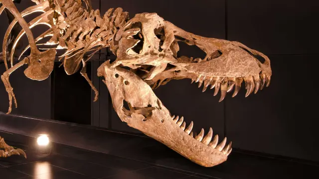 Esqueleto de un 'Tyrannosaurus rex'.