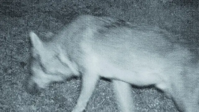 Una imagen del lobo localizado en la Ribagorza