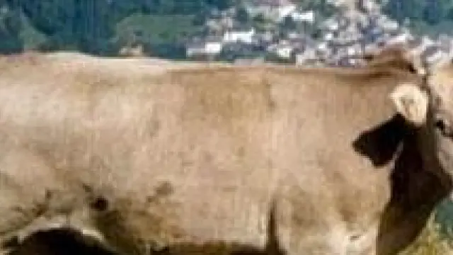 En la imagen, varios ejemplares de ganado vacuno del Pirineo.