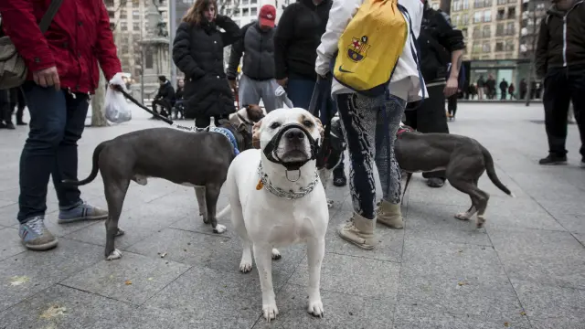Manifestación en apoyo a las razas de los perros potencialmente peligrosos en Zaragoza.