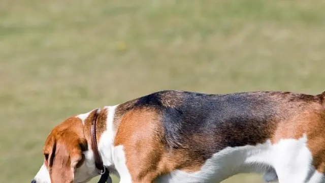 El estudio se hizo con cuatro perros de la raza beagle.