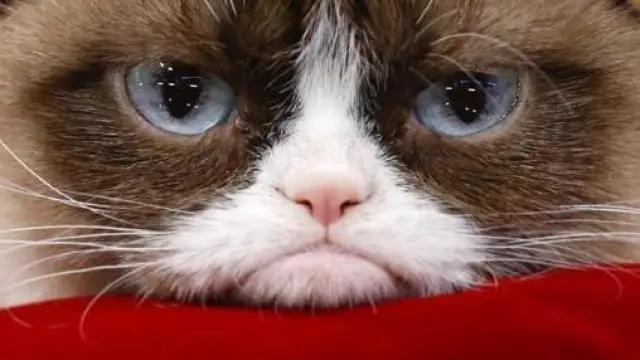 Grumpy cat, una cara inolvidable que ha dado mucho juego en internet.