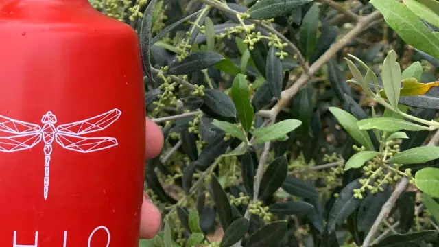 Botella de aceite de oliva virgen extra Shio Picual.