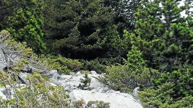 El dolmen encontrado cerca de Peña del Mediodía está camuflado entre el bosque. Algunas piedras se encuentran fuera del sitio.