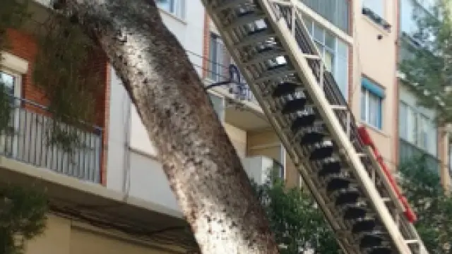 El árbol caído en la calle de Eloy Martínez.