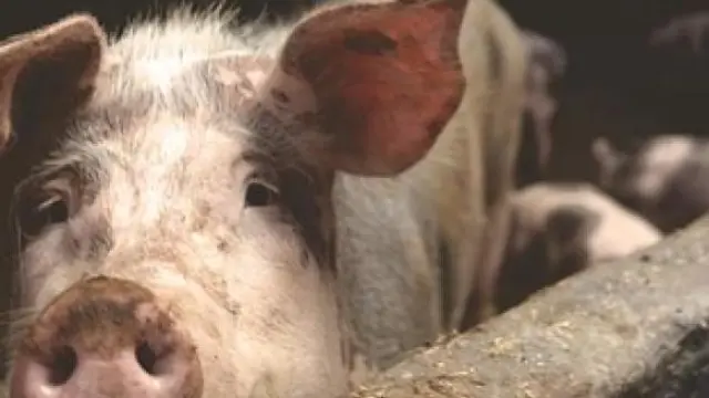El sector porcino sería uno de los grandes perjudicados de alcanzarse el acuerdo en las condiciones planteadas.