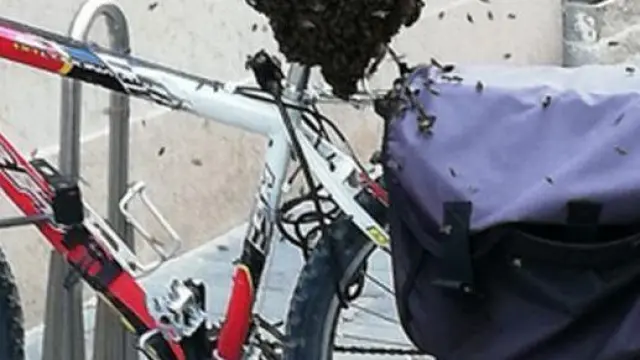 Enjambre de abejas en una bicicleta aparcada en Zaragoza.