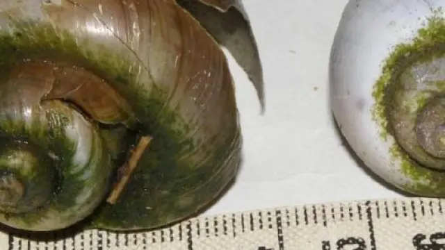 Detectados dos ejemplares muertos de caracol manzana en el río Matarraña, a la altura de Fayón.