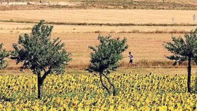 Se estima que hay 14.900 hectáreas cultivadas de girasol en Aragón