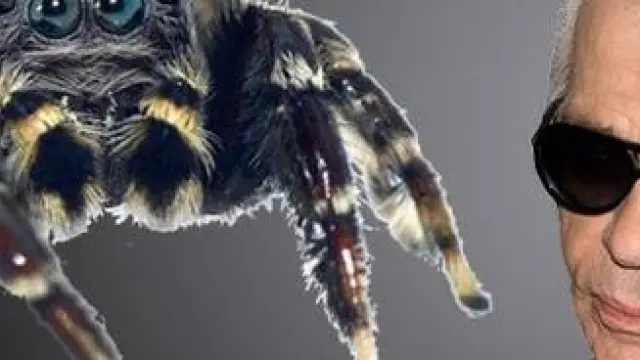 Jotus karllagerfeldi es la nueva especie de araña saltarina, nombrada en honor al icono de la moda Karl Lagerfeld