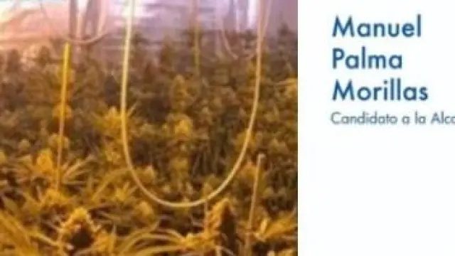 Incautan a un teniente de alcalde del PP 265 plantas de marihuana.