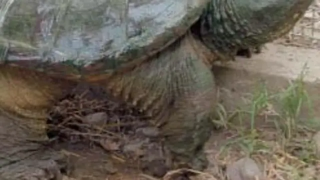 Ejemplar de tortuga mordedora que apareció en el año 2003 en el entorno del Ebro a la altura de Gelsa.