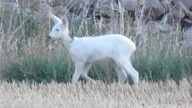 Hace unos días, un cazador que pasaba por un paraje de Soria próximo al Moncayo avistó un corcino blanco que inevitablemente evoca la leyenda 'La corza blanca' de Gustavo Adolfo Bécquer.