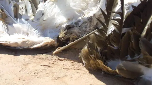 Águila culebrera electrocutada en un tendido eléctrico de la provincia de Zaragoza. Las aves más afectadas por este problema son las grandes rapaces como el buitre leonado, el águila real, el milano real o el águila perdicera.