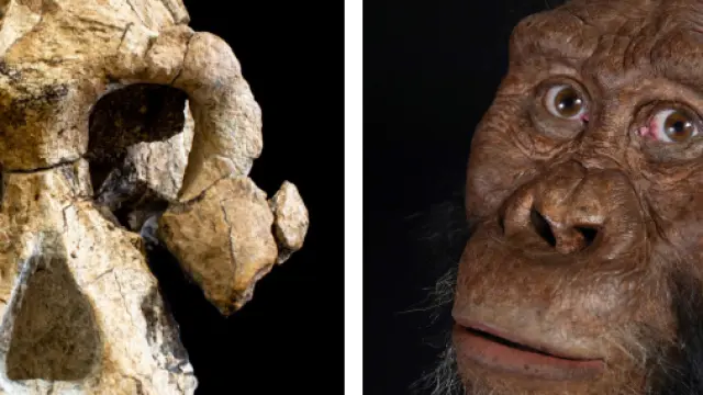 Cráneo encontrado y recreación del homínido al que perteneció