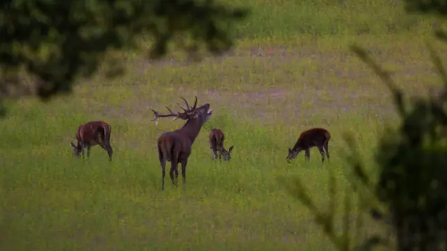 Los ciervos machos pelean entre sí disputándose el dominio sobre la manada.