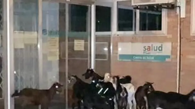 Las cabras, en la puerta de urgencias del Centro de Salud de Sariñena