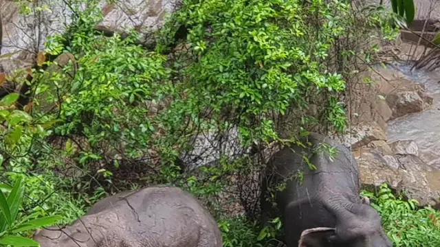 Khao Yai (Thailand), 05/10/2019.- A handout photo made available on 05 October 2019 by the Department of National Parks, Wildlife and Plant Conservation (DNP) shows two elephants that are expected to survive after falling into Haew Narok Waterfall in Khao Yai National Park, Prachin Buri Province, Thailand, 05 October 2019. Six elephants died after falling into the waterfall, two elephants survived, said the national park official. (Tailandia) EFE/EPA/DNP HANDOUT HANDOUT EDITORIAL USE ONLY/NO SALES HANDOUT EDITORIAL USE ONLY/NO SALES Six elephants died after falling into the waterfall in Khao Yai National Park