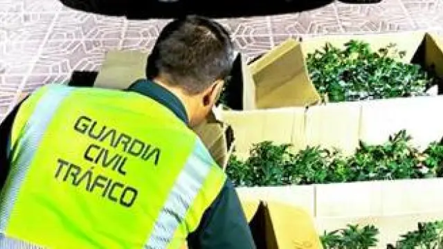 Las cajas de plantones de marihuana que transportaba el vehículo