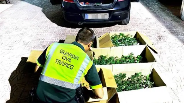 Las cajas de plantones de marihuana que transportaba el vehículo