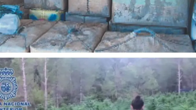 Combo de fotos de la droga incautada en Gallur y la plantación de marihuana encontrada entre Agüero y Murillo de Gállego