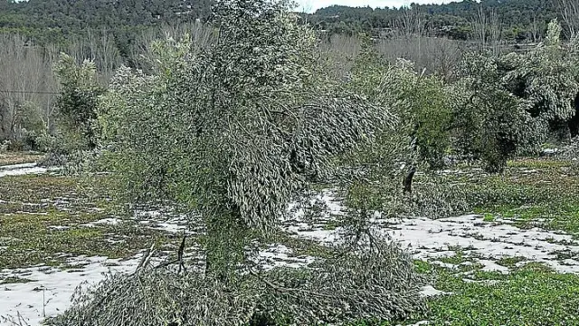Olivos tronchados por la nieve en una finca de Valderrobres