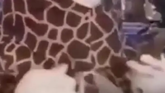 Una mujer acude al médico en China disfrazada de jirafa para no contagiarse con el coronavirus.