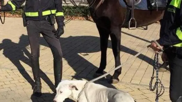 Policías a caballo recogen un perro perdido en Zaragoza