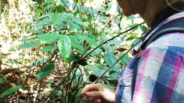 Lucía Buendía, de 27 años, llegó a Gabón para hacer un voluntariado como asistente de investigación, estudiando el comportamiento de un grupo de mandriles.