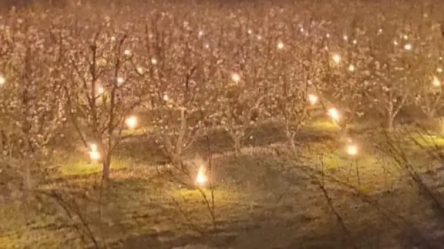 Los agricultores colocan estufas entre los árboles para evitar los daños de las heladas.