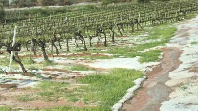 Fuerte granizada en fincas de cultivos de la zona de El Frasno