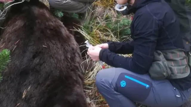 Una imagen del oso Goiat cuando fue capturado en 2018 para cambiarle el collar transmisor.
