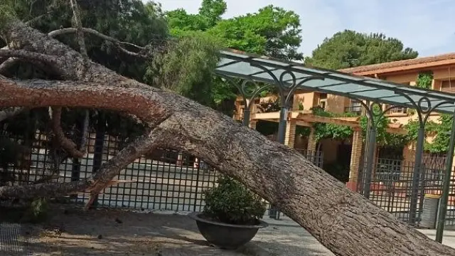 Este árbol cayó la pasada semana junto a la residencia de San Eugenio, en La Paz.