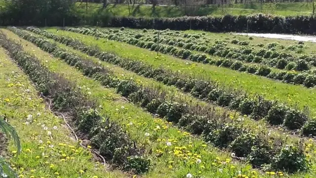 Imagen de un campo de melisa en Pamplona.