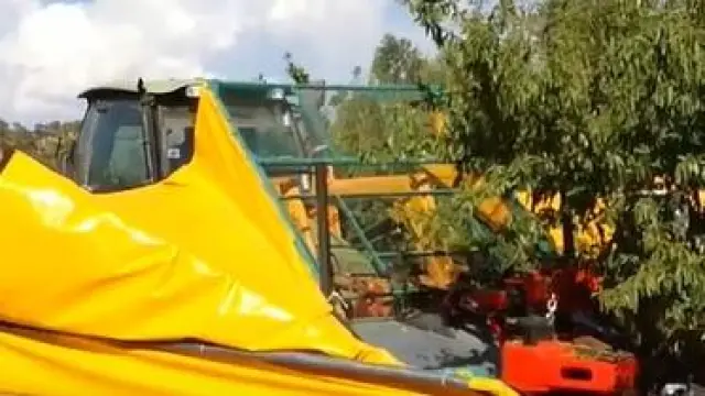 Recolección de almendra con la técnica del paraguas en una explotación del municipio turolense de Valdealgorfa.