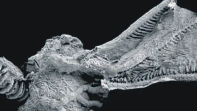 Uno de los fósiles con nombre aragonés que recoge el libro del paleontólogo turolense Luis Moliner.