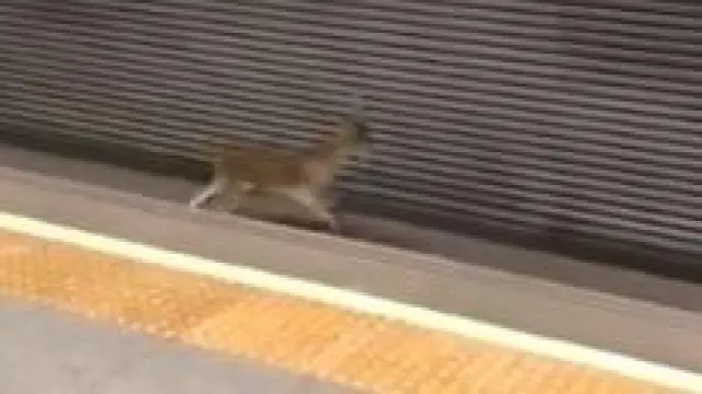 Captura del vídeo del corzo en la estación del metro de Valencia.