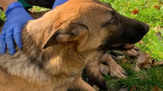 Una imagen del perro rescatado en Sabiñánigo.