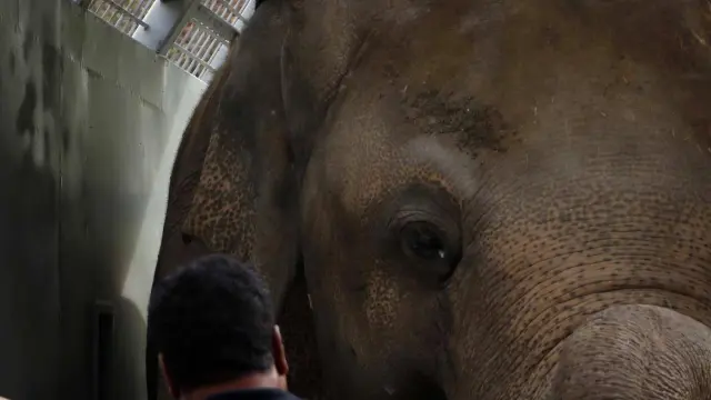 Amir Khalil, veterinario y líder de la misión de Four Paws International, junto a Kavaan, el único elefante asiático de Pakistán, mientras es transportado a Camboya.