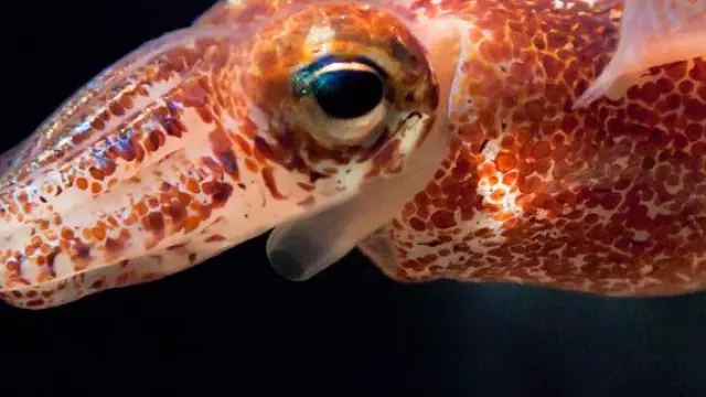 El calamar Euprymna scolopes obtiene su bioluminiscencia gracias a una bacteria.