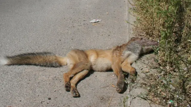 Un zorro muerto, atropellado en una calle de Teruel