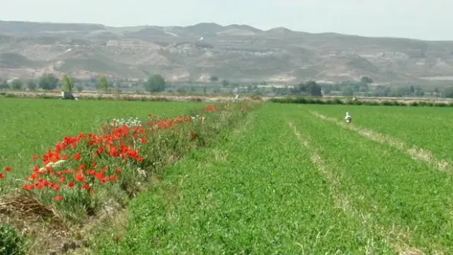 Aragón supone el 60% de la superficie de cultivo de alfalfa en España.